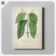 2-50_Medical-Botany_canvas