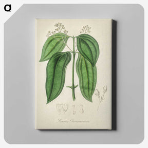 2-50_Medical-Botany_canvas