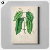 アートパネル-True Cinnamon Tree
 - 薬用植物学 Canvas.