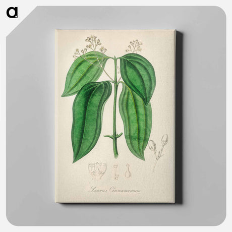アートパネル-True Cinnamon Tree
 - 薬用植物学 Canvas.