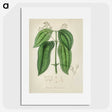 2-50_Medical-Botany_picture