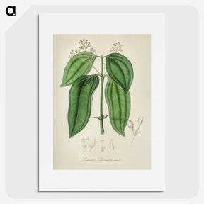 2-50_Medical-Botany_picture