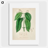 アートポスター-True Cinnamon Tree
 - 薬用植物学 Poster.