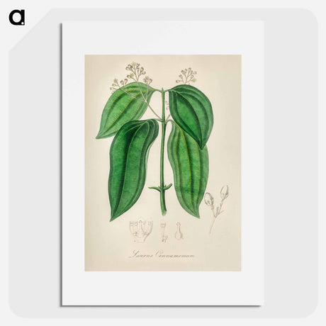 アートポスター-True Cinnamon Tree
 - 薬用植物学 Poster.