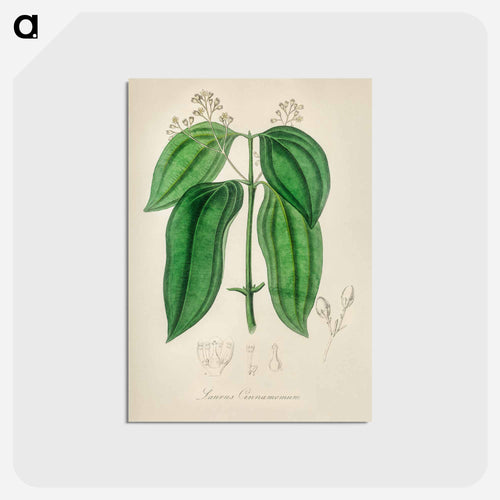 True Cinnamon Tree
 - Medicinal Botany Postcard.