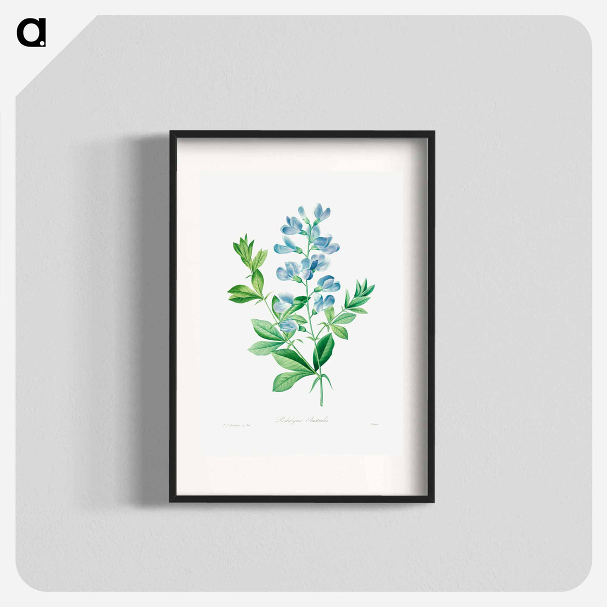 Sweet pea - Pierre Joseph Redouté Poster.