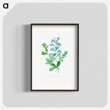 Sweet pea - Pierre Joseph Redouté Poster.