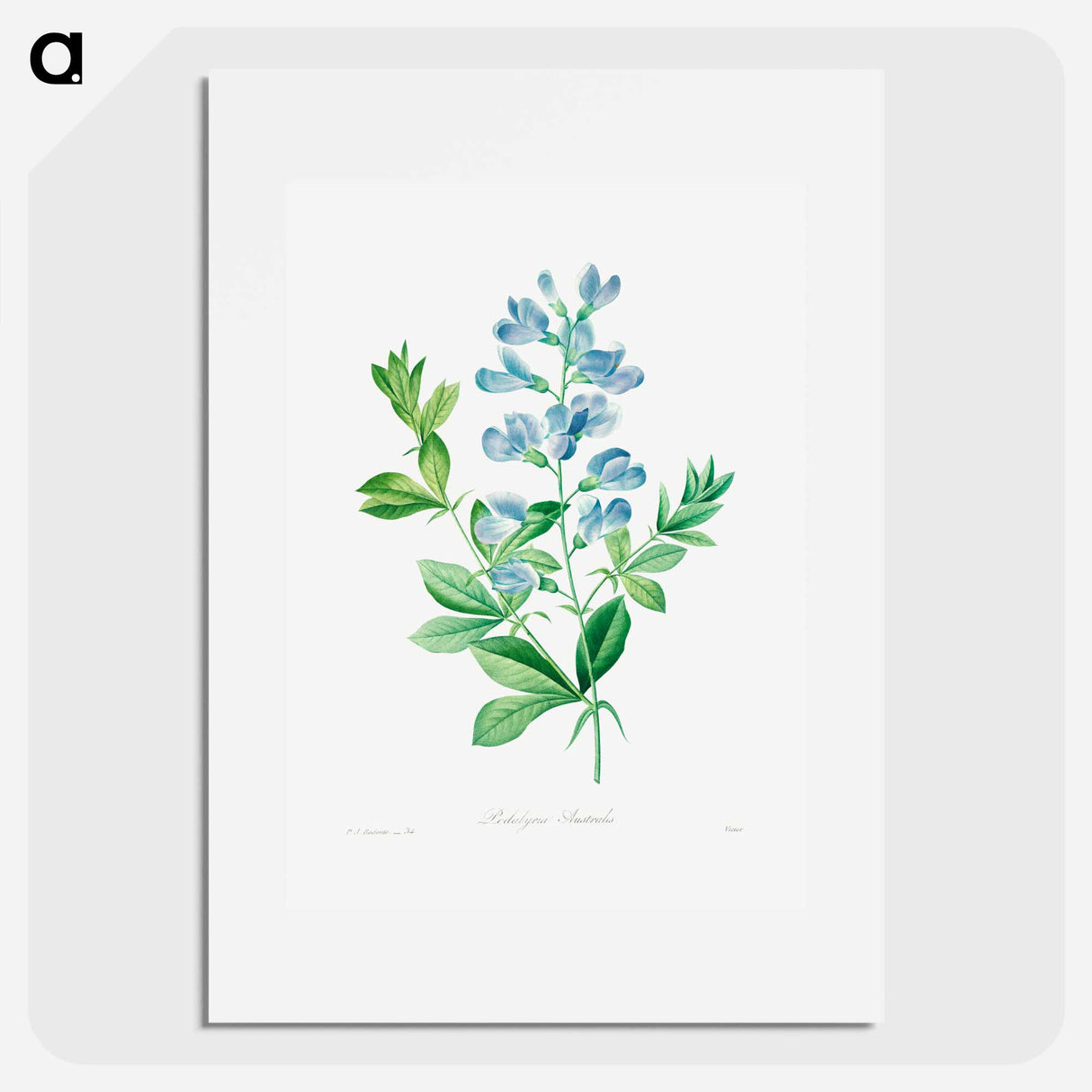 Sweet pea - Pierre Joseph Redouté Poster.