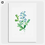 Sweet pea - Pierre Joseph Redouté Poster.