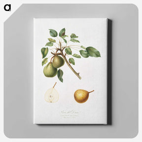 2-50_Pomona-Italiana_canvas