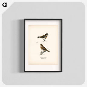 アートポスター-Whinchats
 - スヴェンスカ フォグラル Poster.