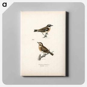 アートパネル-Whinchats
 - スヴェンスカ フォグラル Canvas.
