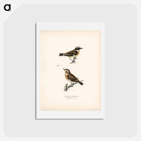アートポストカード-Whinchats
 - スヴェンスカ フォグラル Postcard.