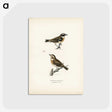 2-50_Svenska-Faglar_postcard