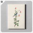 アートパネル-Black-throated Blue Warbler from Birds of America
 - アメリカの鳥たち Canvas.