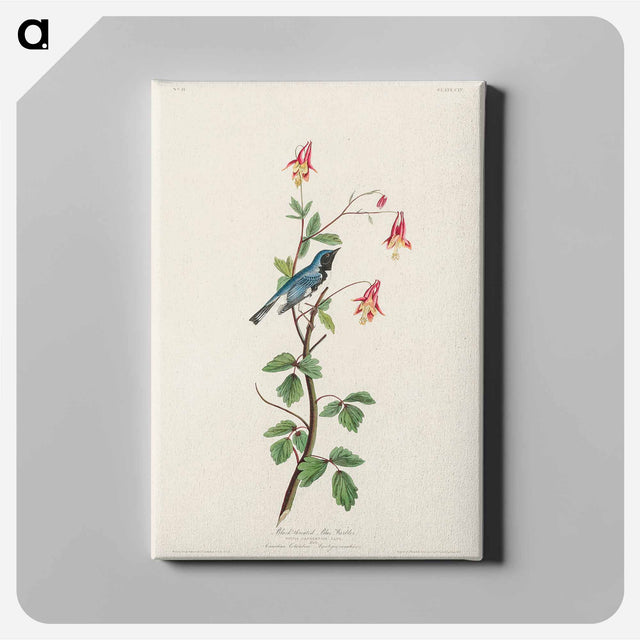 アートパネル-Black-throated Blue Warbler from Birds of America
 - アメリカの鳥たち Canvas.