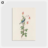 アートポストカード-Black-throated Blue Warbler from Birds of America
 - アメリカの鳥たち Postcard.