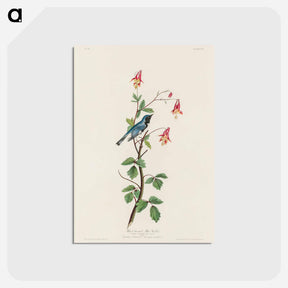 アートポストカード-Black-throated Blue Warbler from Birds of America
 - アメリカの鳥たち Postcard.