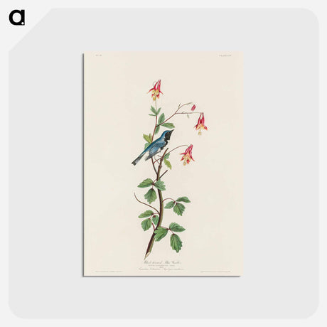 アートポストカード-Black-throated Blue Warbler from Birds of America
 - アメリカの鳥たち Postcard.