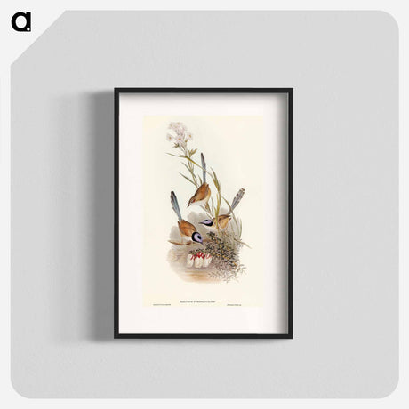 アートポスター-Crowned Wren
 - オーストラリアの鳥 Poster.