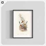 Crowned Wren
 - オーストラリアの鳥 Poster.