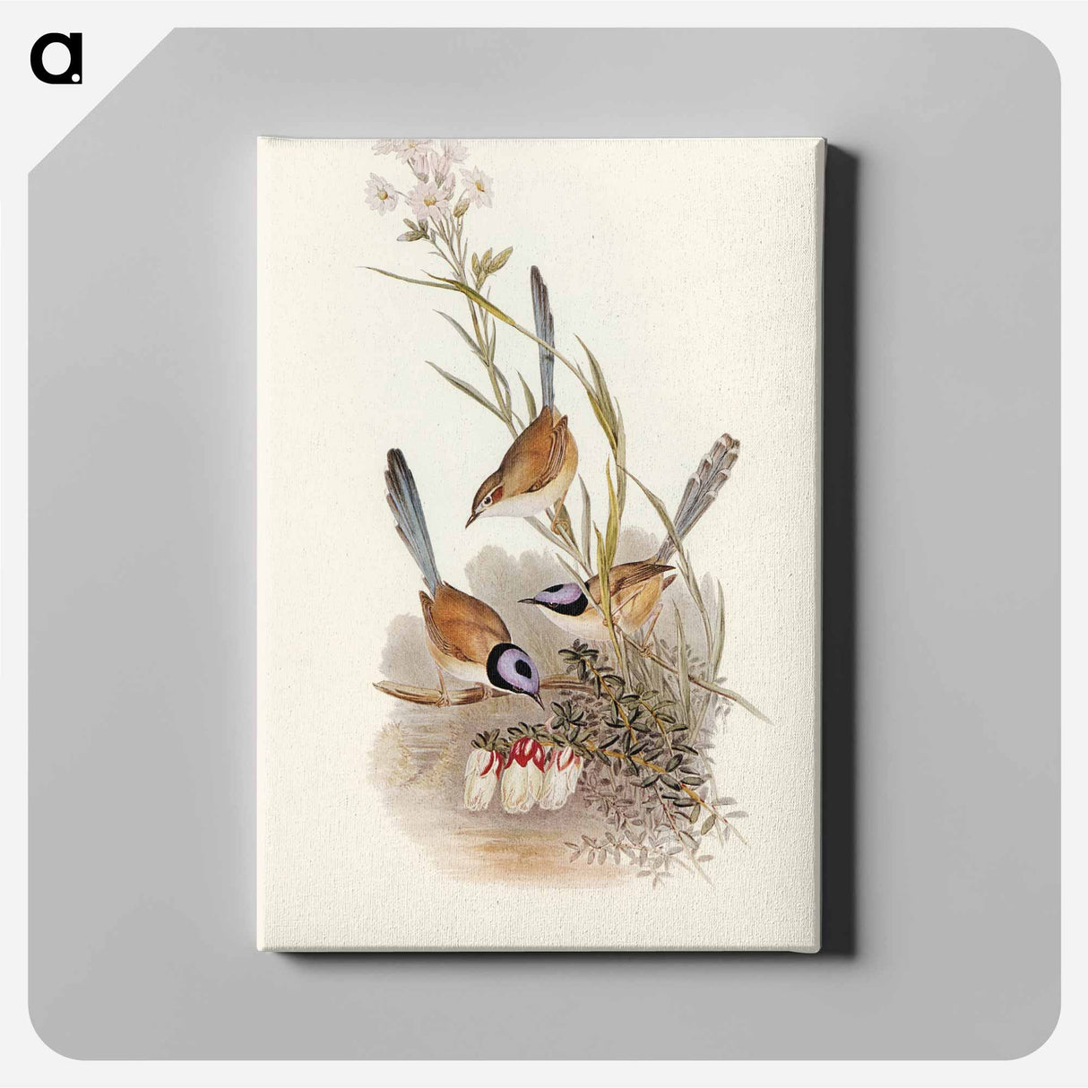 Crowned Wren
 - オーストラリアの鳥 Canvas.