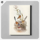 Crowned Wren
 - オーストラリアの鳥 Canvas.