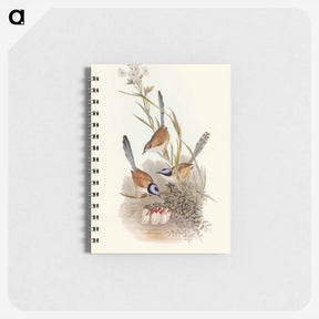 アートメモ帳-Crowned Wren
 - オーストラリアの鳥 Memo.