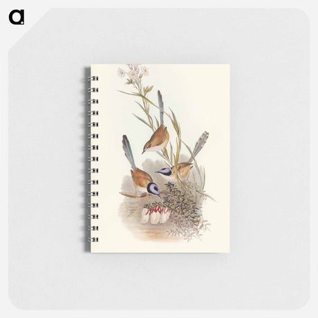 アートメモ帳-Crowned Wren
 - オーストラリアの鳥 Memo.