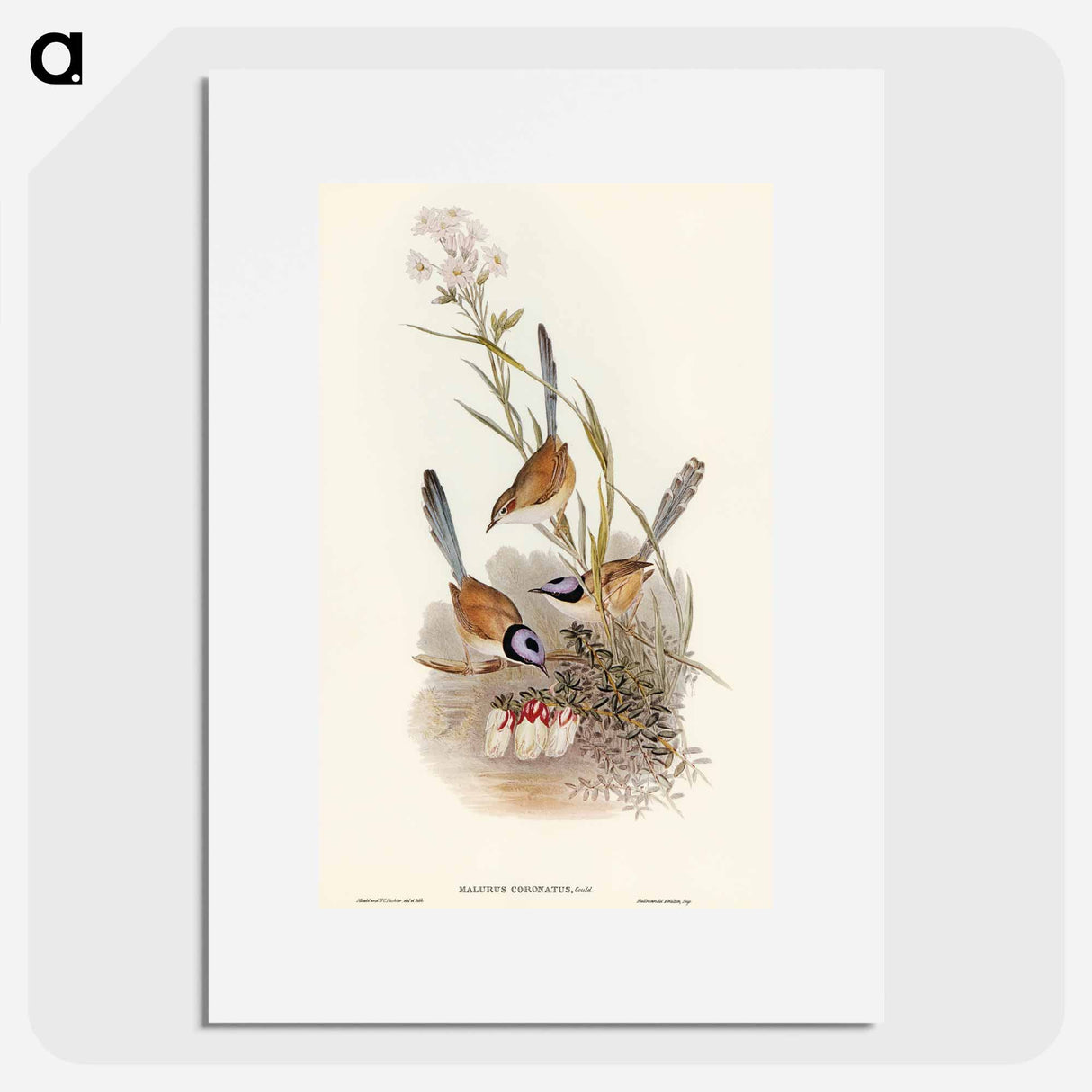 アートポスター-Crowned Wren
 - オーストラリアの鳥 Poster.