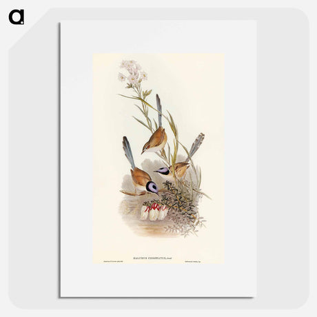 アートポスター-Crowned Wren
 - オーストラリアの鳥 Poster.