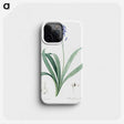 2-50_The-Lilies_phone