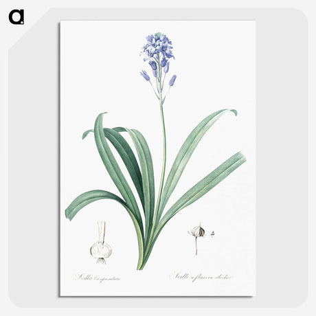 2-50_The-Lilies_picture-crop