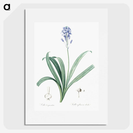 2-50_The-Lilies_picture