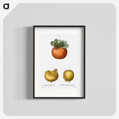 2-50_Treatise-on-Trees-and-Shrubs_blk