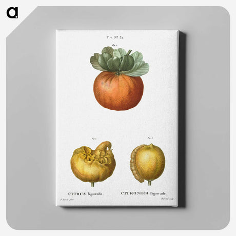 2-50_Treatise-on-Trees-and-Shrubs_canvas