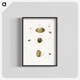2-50_Zoology-of-New-York_blk