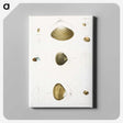 2-50_Zoology-of-New-York_canvas