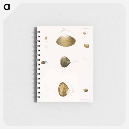 Different types of seashells illustration from Zoology of New York by James Ellsworth De Kay - ニューヨークの動物学 Memo.