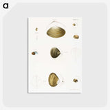 2-50_Zoology-of-New-York_postcard