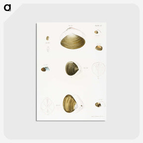 2-50_Zoology-of-New-York_postcard