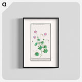 Pelargonium, Geranium - アンセルムス ボエティウス デ ブート Poster.