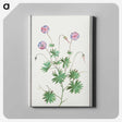 2-51_Anselmus-Boetius-de-Boodt_canvas