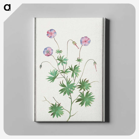 2-51_Anselmus-Boetius-de-Boodt_canvas