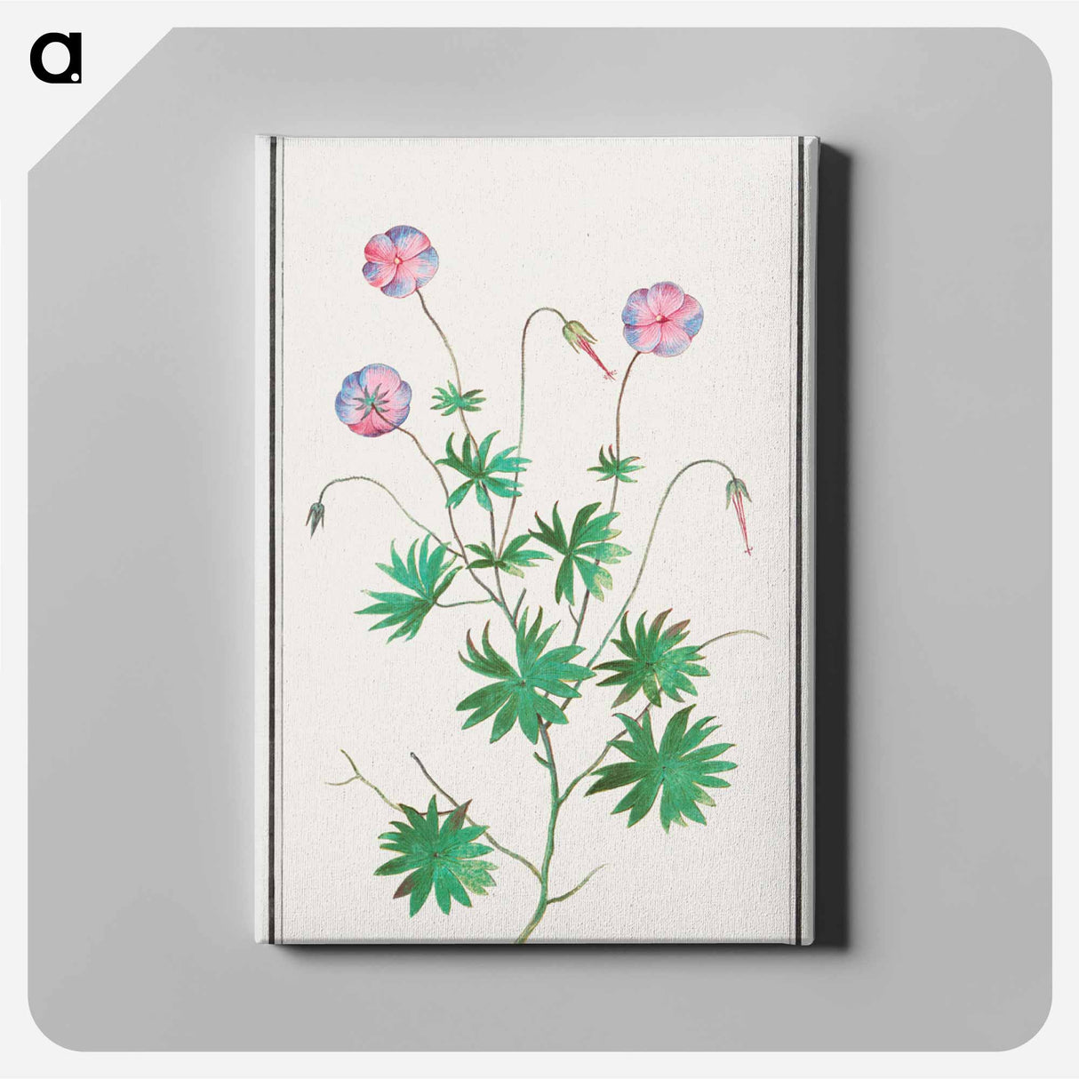 Pelargonium, Geranium - アンセルムス ボエティウス デ ブート Canvas.