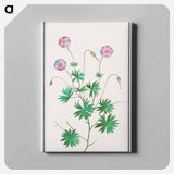 Pelargonium, Geranium - アンセルムス ボエティウス デ ブート Canvas.