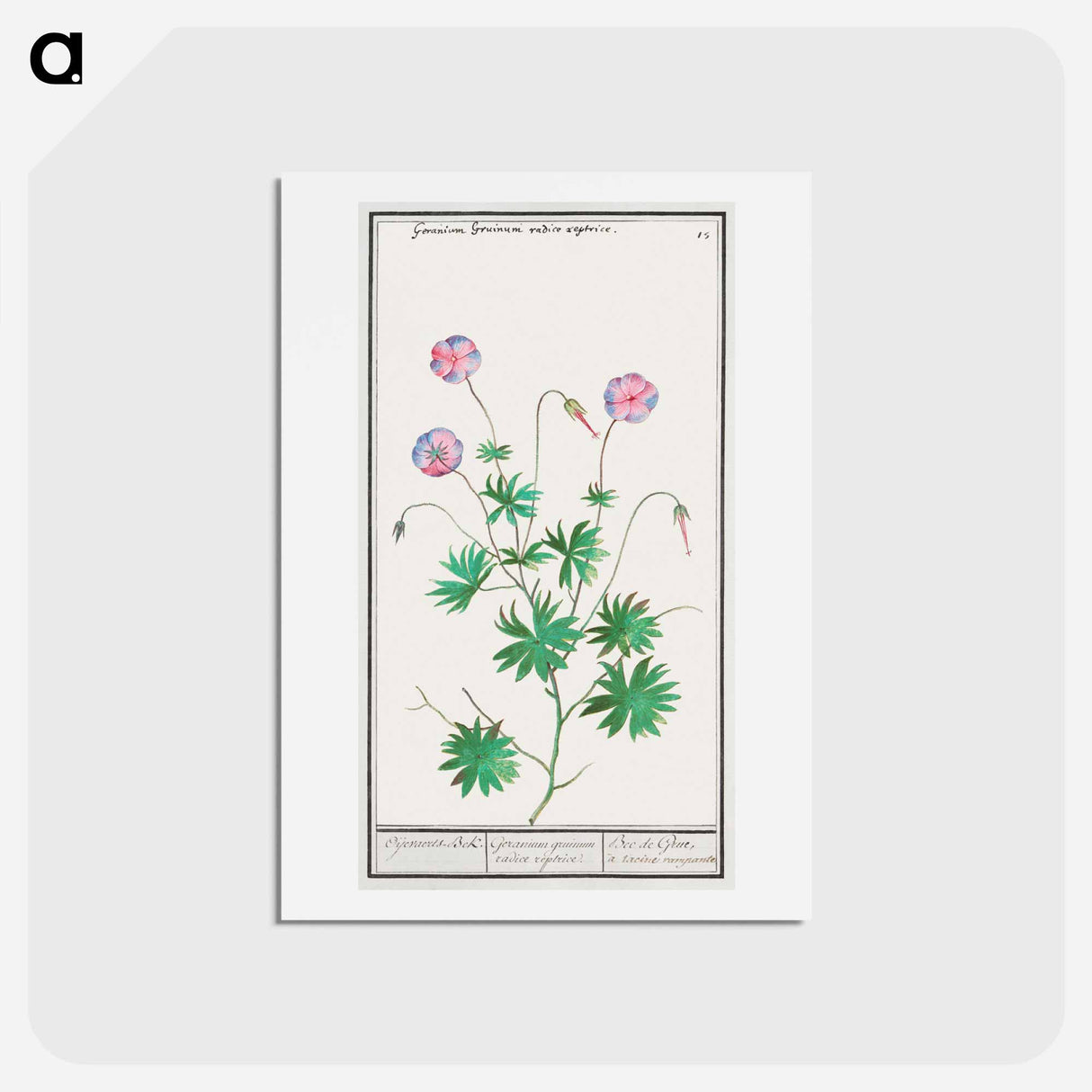 Pelargonium, Geranium - アンセルムス ボエティウス デ ブート Postcard.