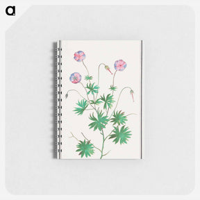 アートメモ帳-Pelargonium, Geranium - アンセルムス ボエティウス デ ブート Memo.