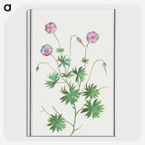 2-51_Anselmus-Boetius-de-Boodt_picture-crop