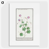 2-51_Anselmus-Boetius-de-Boodt_picture